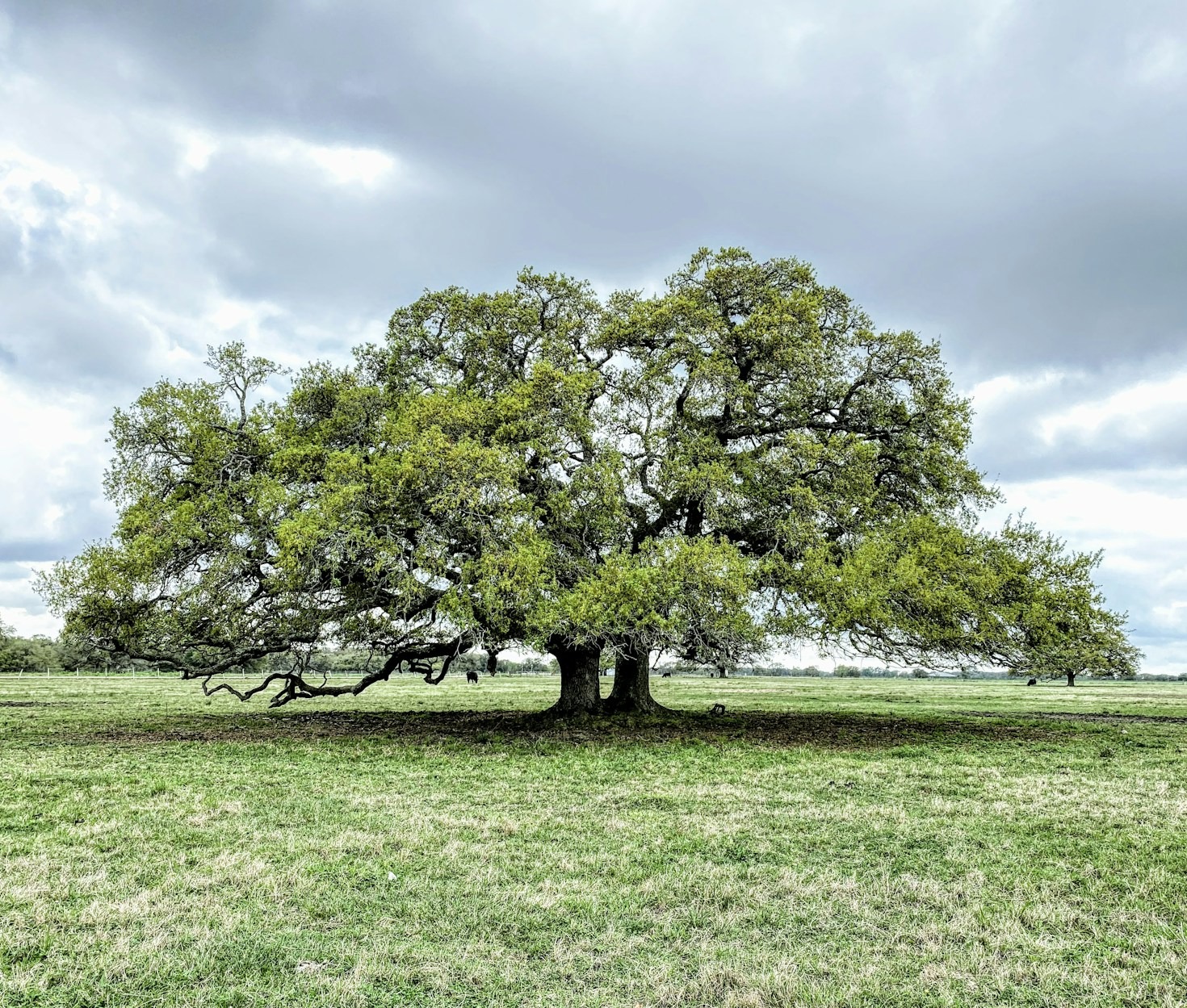L’art de raconter les histoires de famille